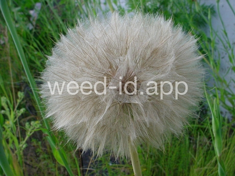 salsify, western